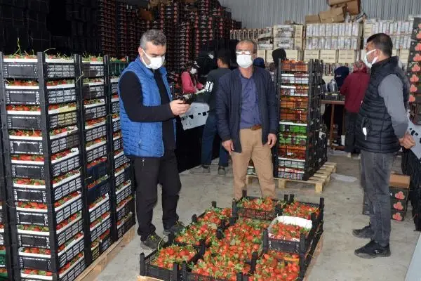 Serik'ten yurt dışına çilek ihracatı Serik'ten yurt dışına çilek ihracatı