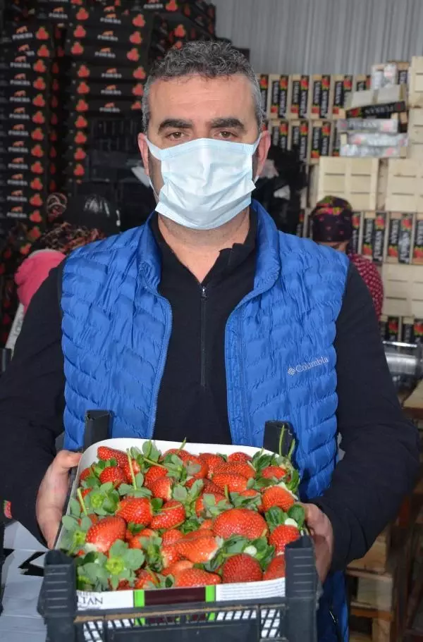 Serik'ten yurt dışına çilek ihracatı Serik'ten yurt dışına çilek ihracatı
