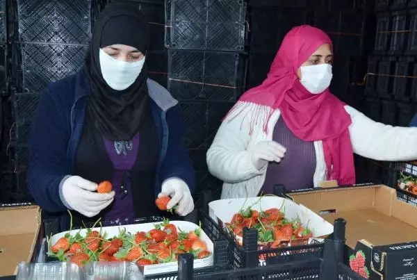 Serik'ten yurt dışına çilek ihracatı Serik'ten yurt dışına çilek ihracatı