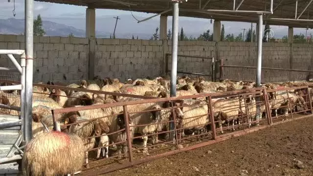 TİKA'dan KKTC'deki küçükbaş hayvancılığa destek TİKA'dan KKTC'deki küçükbaş hayvancılığa destek