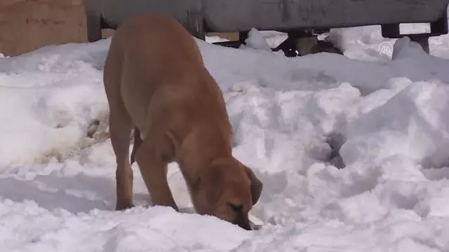 Yabani hayvanlar için doğaya tonlarca yem bırakıldı Yabani hayvanlar için doğaya tonlarca yem bırakıldı