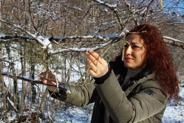 'Yağan kar, fındığın soğuklama ihtiyacını karşılayacak' 'Yağan kar, fındığın soğuklama ihtiyacını karşılayacak'