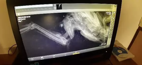 Avcıların vurduğu yaralı atmacalara doğaseverler yardım eli uzattı Avcıların vurduğu yaralı atmacalara doğaseverler yardım eli uzattı