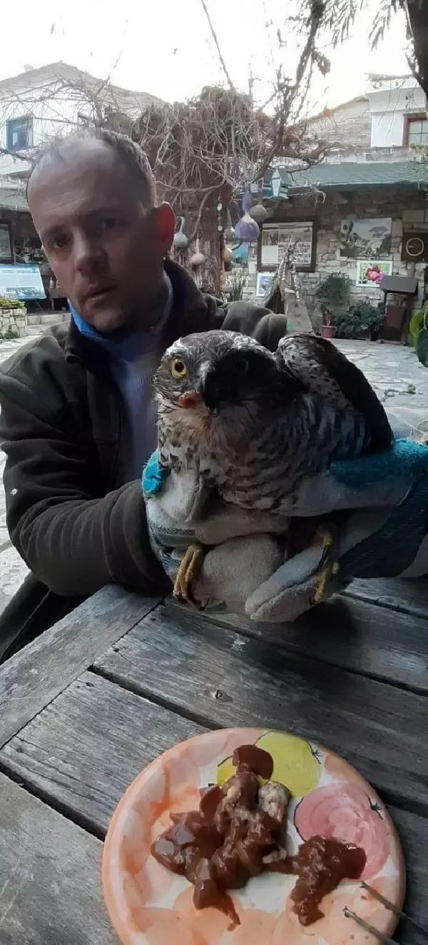 Avcıların vurduğu yaralı atmacalara doğaseverler yardım eli uzattı Avcıların vurduğu yaralı atmacalara doğaseverler yardım eli uzattı