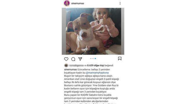 Bostancı'da Rus kadın doğuştan engelli köpeği 3 yerinden bıçakladı Bostancı'da Rus kadın doğuştan engelli köpeği 3 yerinden bıçakladı