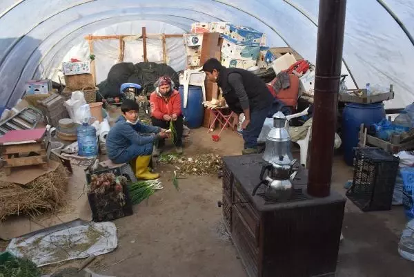 Edirne'de dona karşı sobalı ve zirai örtülü önlem Edirne'de dona karşı sobalı ve zirai örtülü önlem