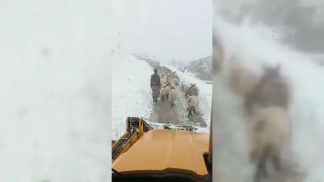 Karda mahsur kalan çobanlar ve koyun sürüsü kurtarıldı Karda mahsur kalan çobanlar ve koyun sürüsü kurtarıldı