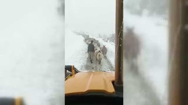 Karda mahsur kalan çobanlar ve koyun sürüsü kurtarıldı Karda mahsur kalan çobanlar ve koyun sürüsü kurtarıldı