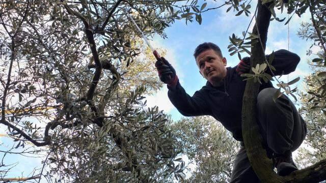 Koronavirüse karşı etkili olan zeytin yapraklarının aktarda kilosu 100 lira, bahçede bedava