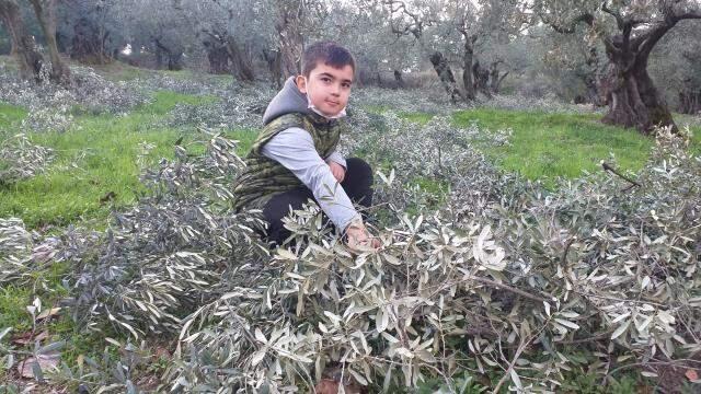 Koronavirüse karşı etkili olan zeytin yapraklarının aktarda kilosu 100 lira, bahçede bedava