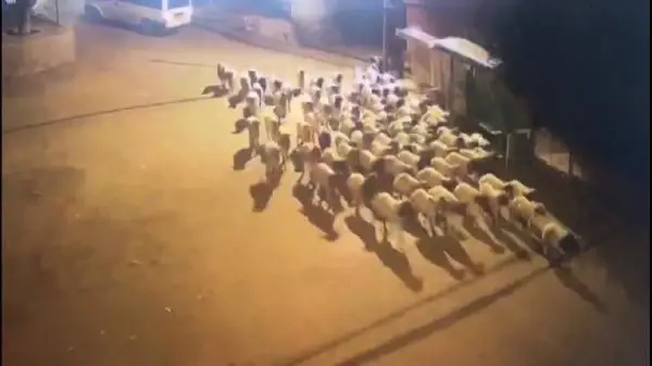 Son dakika haberi | Polis, çalınan koyunları dışkılarını takip ederek buldu Son dakika haberi | Polis, çalınan koyunları dışkılarını takip ederek buldu