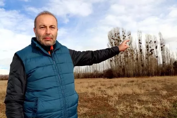 Van yüzlerce karganın istilası altında! Sebebi ise güvenlik Van yüzlerce karganın istilası altında! Sebebi ise güvenlik