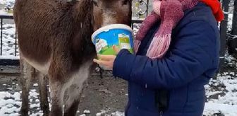 Ağzı çelik tel ile bağlı eşek kurtarıldı