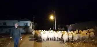 Çobanın dağda kaybettiği koyunları jandarma buldu