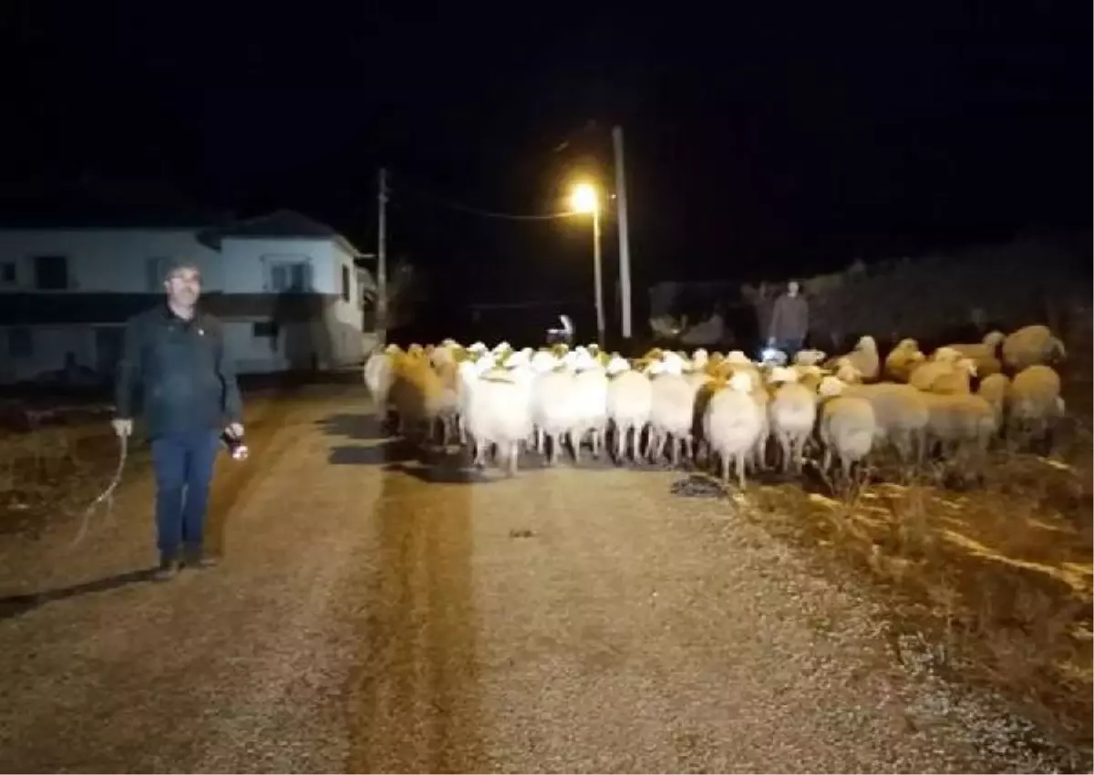 Çobanın dağda kaybettiği koyunları jandarma buldu