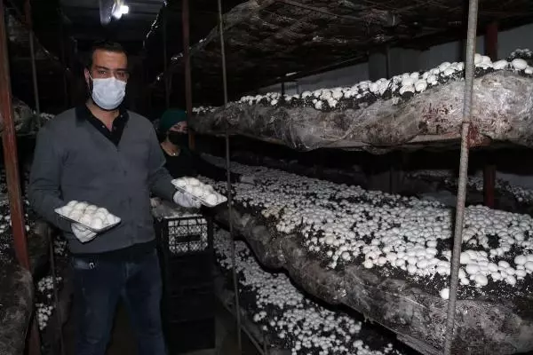 Doğu Anadolu'nun en büyük tesisinde aylık 20 ton mantar üretiyorlar Doğu Anadolu'nun en büyük tesisinde aylık 20 ton mantar üretiyorlar