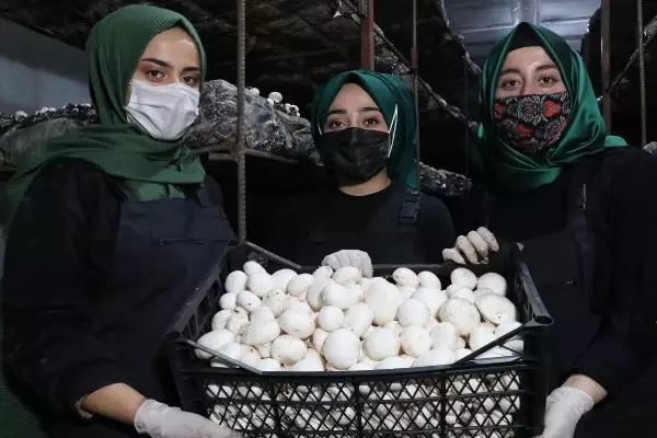 Doğu Anadolu'nun en büyük tesisinde aylık 20 ton mantar üretiyorlar Doğu Anadolu'nun en büyük tesisinde aylık 20 ton mantar üretiyorlar
