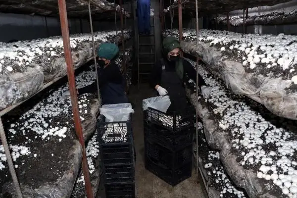 Doğu Anadolu'nun en büyük tesisinde aylık 20 ton mantar üretiyorlar Doğu Anadolu'nun en büyük tesisinde aylık 20 ton mantar üretiyorlar