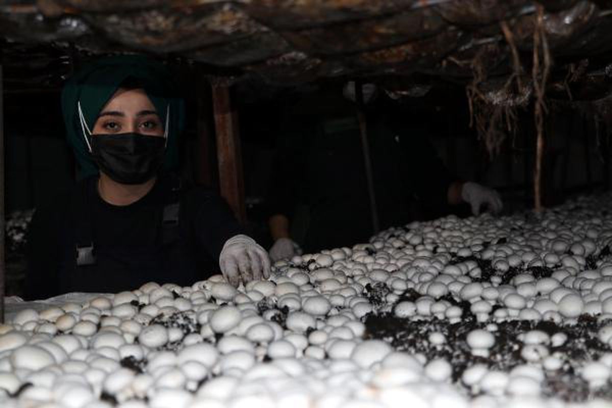 İki arkadaş kafa kafaya verip Doğu Anadolu'nun en büyük tesisini kurdu! Aylık 20 ton mantar üretiyorlar