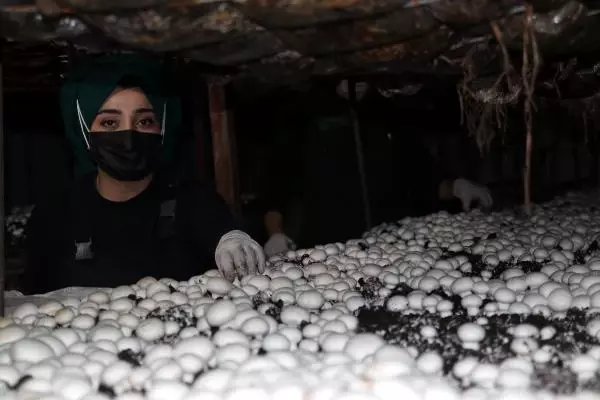 İki arkadaş kafa kafaya verip Doğu Anadolu'nun en büyük tesisini kurdu! Aylık 20 ton mantar üretiyorlar İki arkadaş kafa kafaya verip Doğu Anadolu'nun en büyük tesisini kurdu! Aylık 20 ton mantar üretiyorlar