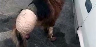 Dükkanının önüne bıraktığı köpeği, bir gün sonra ayağı kesilmiş olarak buldu