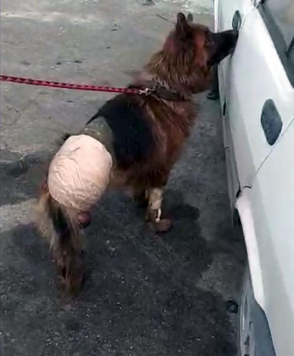 Dükkanının önüne bıraktığı köpeği, bir gün sonra ayağı kesilmiş olarak buldu