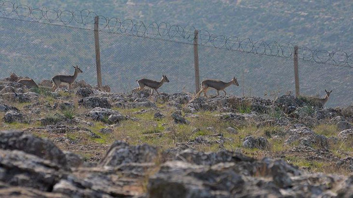 Dünyada popülasyonu 3 binlere düşen dağ ceylanlarının Hatay'daki sayıları giderek artıyor