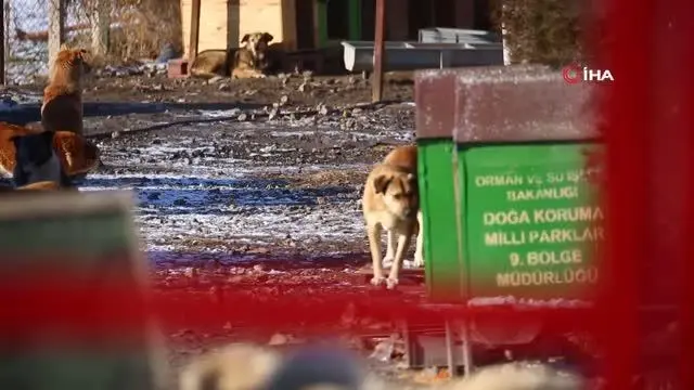 MHP'den sokak hayvanları için kampanya