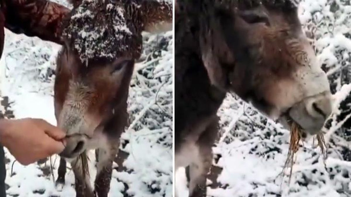 Zavallı eşeğin ağzını tel ile bağlayıp ölüme terk ettiler