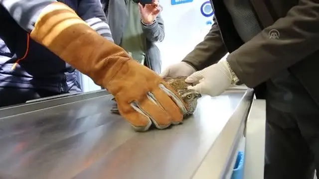 Yaralı atmaca, tedavisinin ardından doğaya salındı Yaralı atmaca, tedavisinin ardından doğaya salındı
