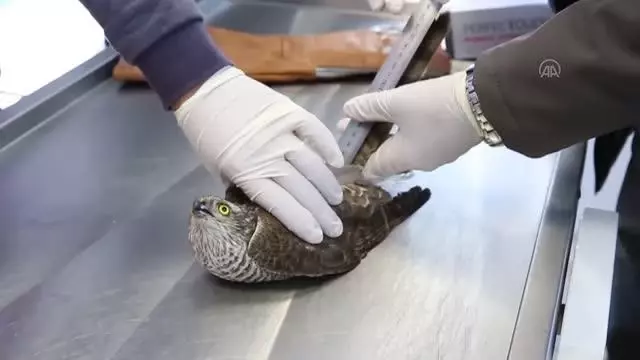 Yaralı atmaca, tedavisinin ardından doğaya salındı Yaralı atmaca, tedavisinin ardından doğaya salındı