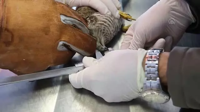 Yaralı atmaca, tedavisinin ardından doğaya salındı Yaralı atmaca, tedavisinin ardından doğaya salındı