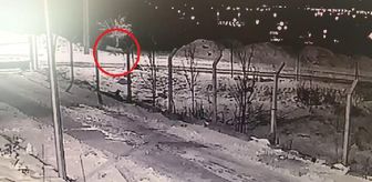 Aç kalan kurtlar yerleşim yerlerine kadar indi