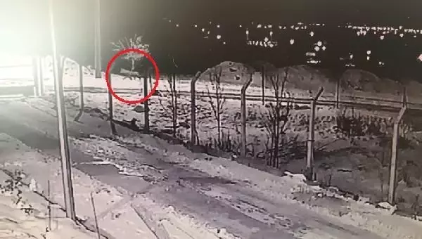 Aç kalan kurtlar yerleşim yerlerine kadar indi Aç kalan kurtlar yerleşim yerlerine kadar indi