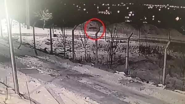 Aç kalan kurtlar yerleşim yerlerine kadar indi Aç kalan kurtlar yerleşim yerlerine kadar indi