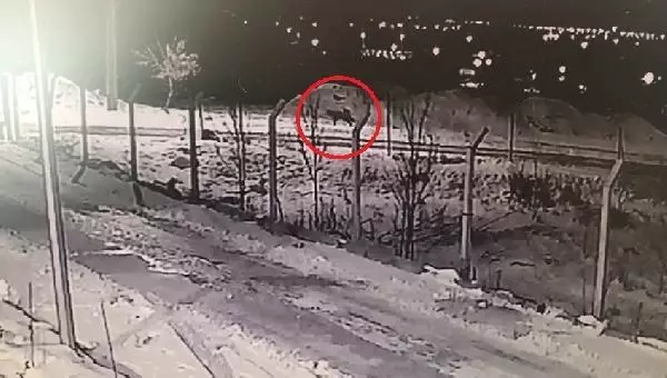 Aç kalan kurtlar yerleşim yerlerine kadar indi Aç kalan kurtlar yerleşim yerlerine kadar indi