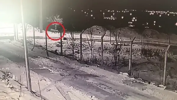 Aç kalan kurtlar yerleşim yerlerine kadar indi Aç kalan kurtlar yerleşim yerlerine kadar indi