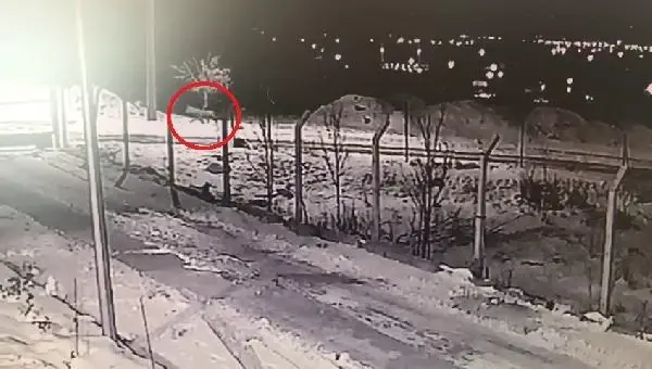Aç kalan kurtlar yerleşim yerlerine kadar indi Aç kalan kurtlar yerleşim yerlerine kadar indi