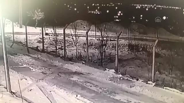 Son dakika gündem: Aç kalan kurtların yerleşim yerlerinde yiyecek araması güvenlik kamerasında Son dakika gündem: Aç kalan kurtların yerleşim yerlerinde yiyecek araması güvenlik kamerasında