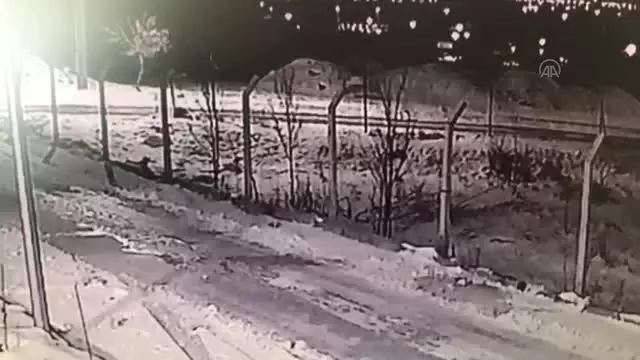 Son dakika gündem: Aç kalan kurtların yerleşim yerlerinde yiyecek araması güvenlik kamerasında Son dakika gündem: Aç kalan kurtların yerleşim yerlerinde yiyecek araması güvenlik kamerasında