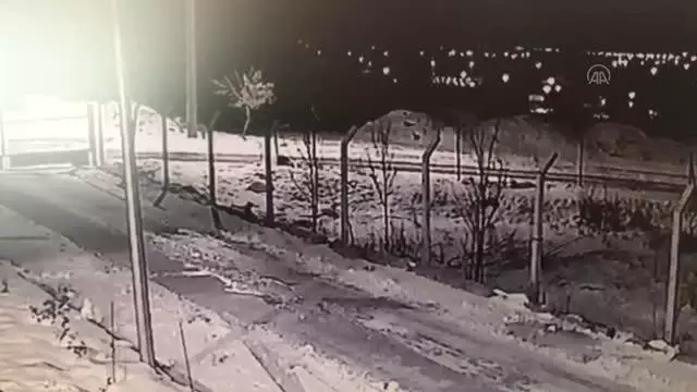 Son dakika gündem: Aç kalan kurtların yerleşim yerlerinde yiyecek araması güvenlik kamerasında Son dakika gündem: Aç kalan kurtların yerleşim yerlerinde yiyecek araması güvenlik kamerasında