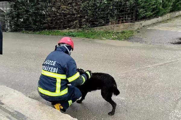 Dere yatağında mahsur kalan köpeği itfaiye kurtardı Dere yatağında mahsur kalan köpeği itfaiye kurtardı
