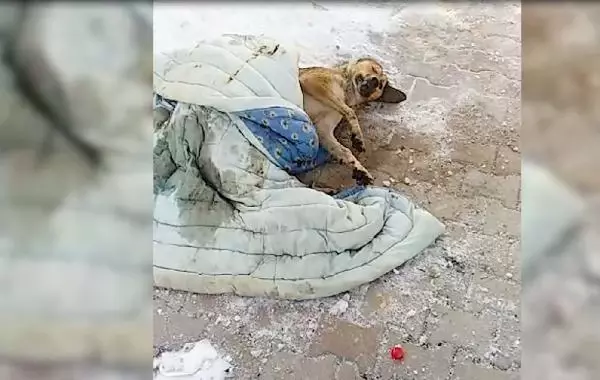 Donmak üzere olan köpeği kurtaran işçilere ödül Donmak üzere olan köpeği kurtaran işçilere ödül