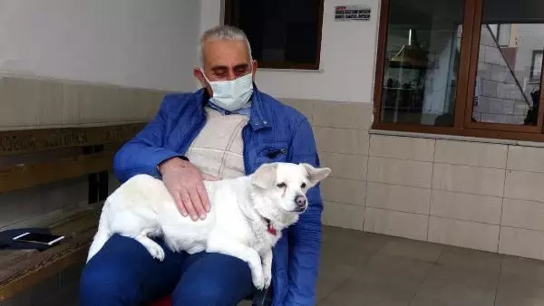 Dünya basınına manşet olan köpek, Trabzon'un 'Hachiko'su oldu Dünya basınına manşet olan köpek, Trabzon'un 'Hachiko'su oldu
