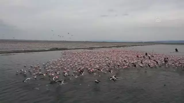 Son dakika haberi! Gala Gölü'nün 'pembe tüylü misafirleri' izleyenleri hayran bırakıyor Son dakika haberi! Gala Gölü'nün 'pembe tüylü misafirleri' izleyenleri hayran bırakıyor