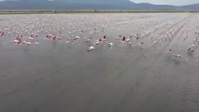 Son dakika haberi! Gala Gölü'nün 'pembe tüylü misafirleri' izleyenleri hayran bırakıyor Son dakika haberi! Gala Gölü'nün 'pembe tüylü misafirleri' izleyenleri hayran bırakıyor