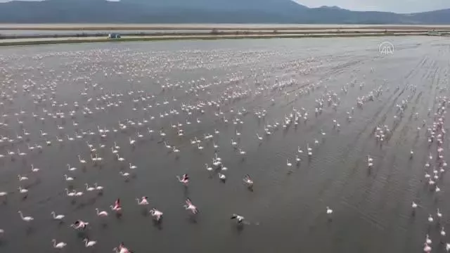 Son dakika haberi! Gala Gölü'nün 'pembe tüylü misafirleri' izleyenleri hayran bırakıyor Son dakika haberi! Gala Gölü'nün 'pembe tüylü misafirleri' izleyenleri hayran bırakıyor