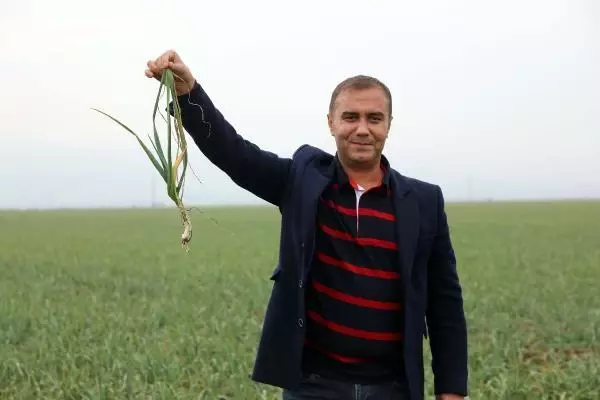 Gaziantep, sarımsağı ile de ön plana çıkacak Gaziantep, sarımsağı ile de ön plana çıkacak