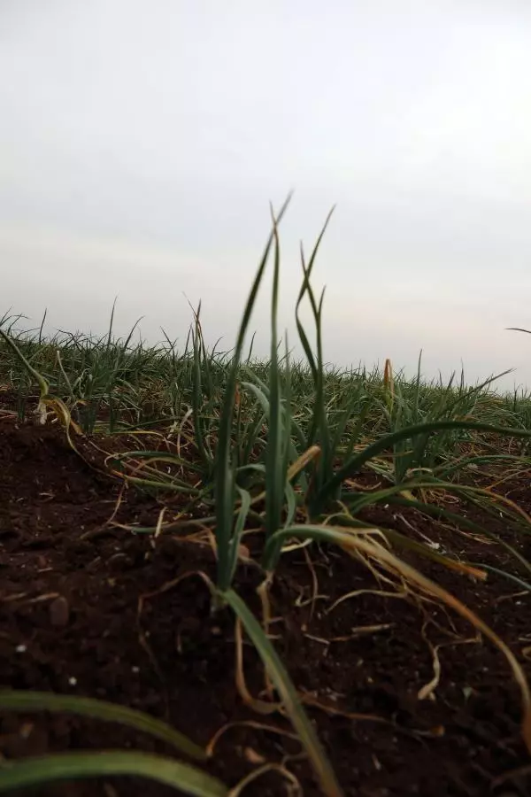 Gaziantep, sarımsağı ile de ön plana çıkacak Gaziantep, sarımsağı ile de ön plana çıkacak