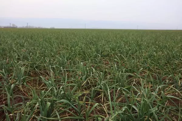Gaziantep, sarımsağı ile de ön plana çıkacak Gaziantep, sarımsağı ile de ön plana çıkacak
